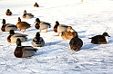 Maschseeimpressionen  010